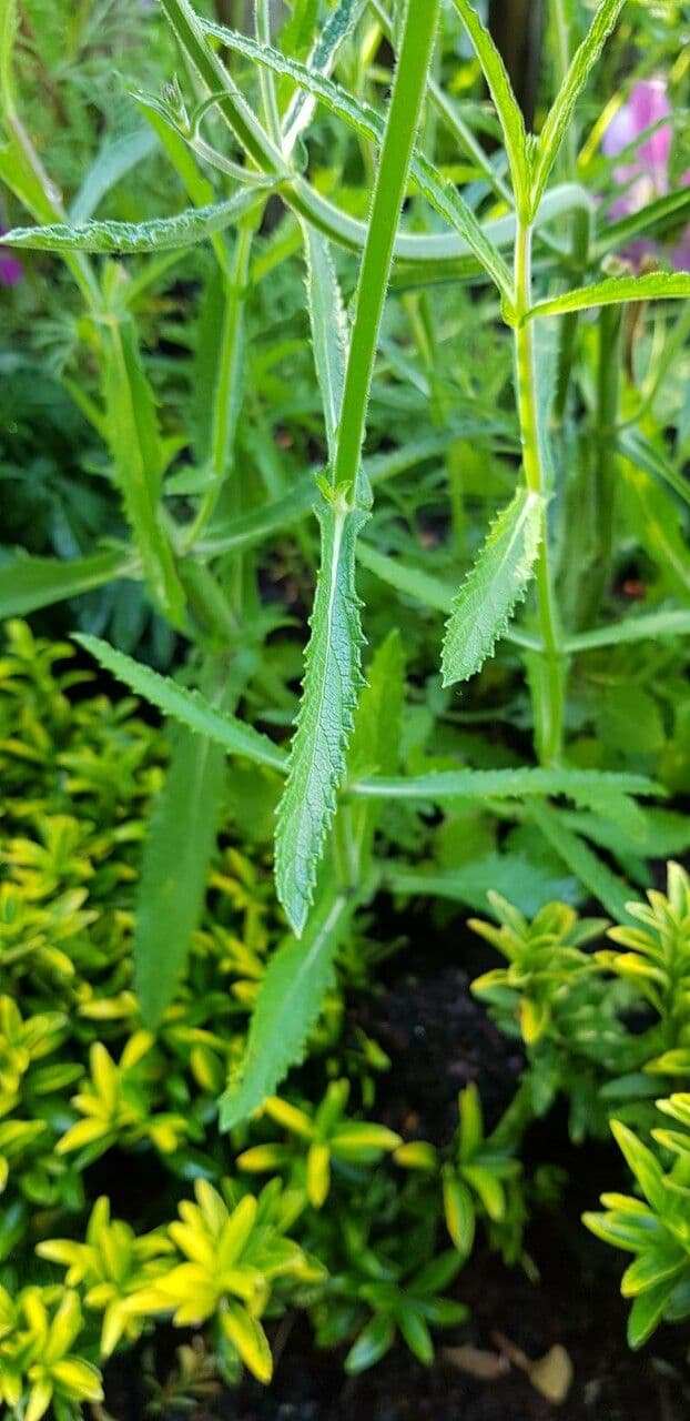 Verbena di Buenos Aires 19