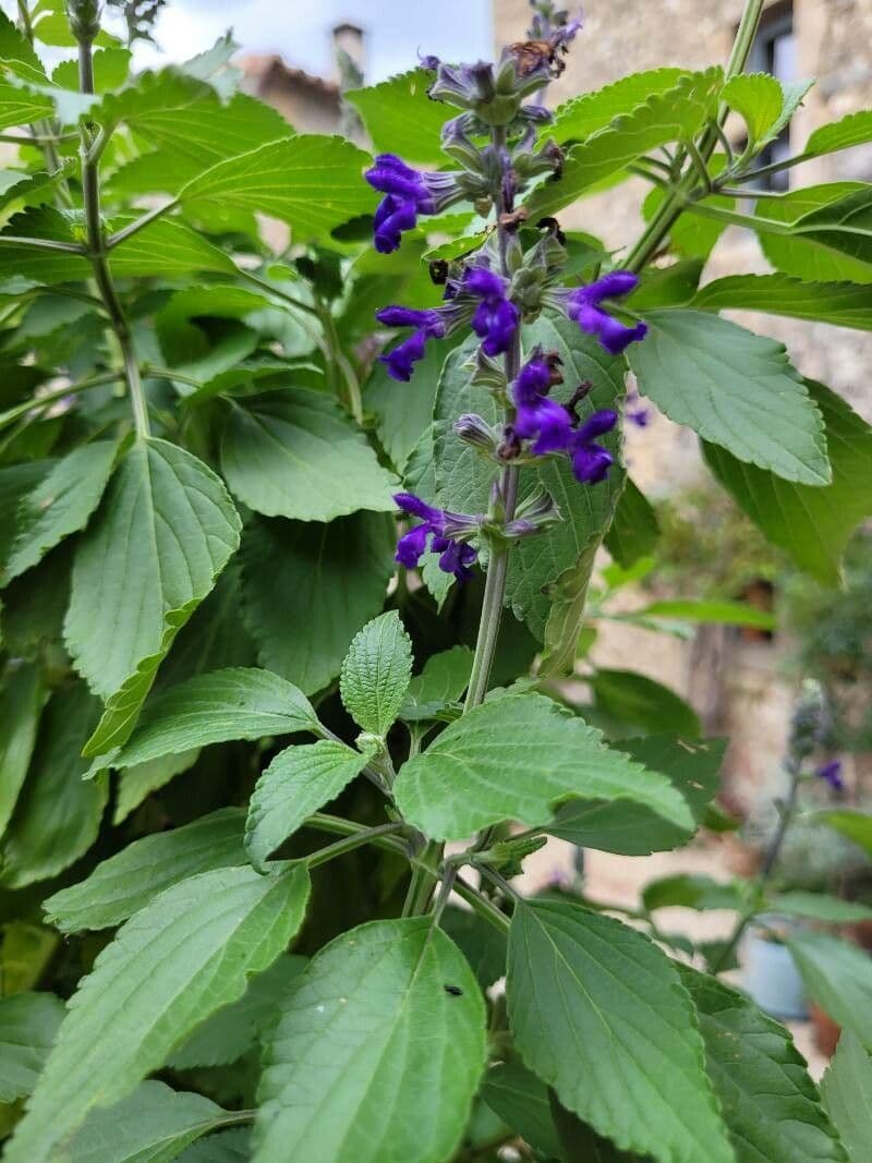 Salvia patens 24