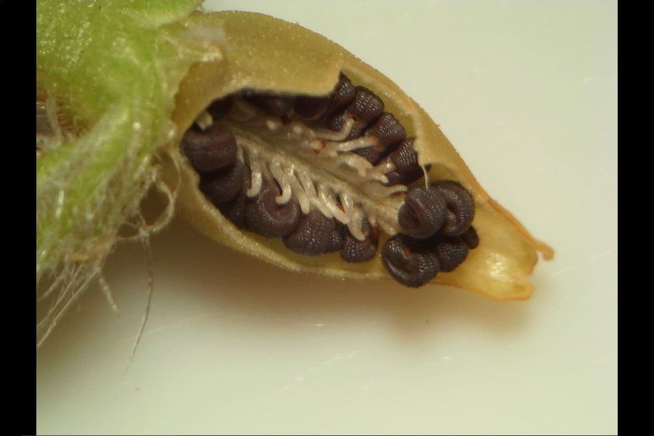 Silene gallica 3