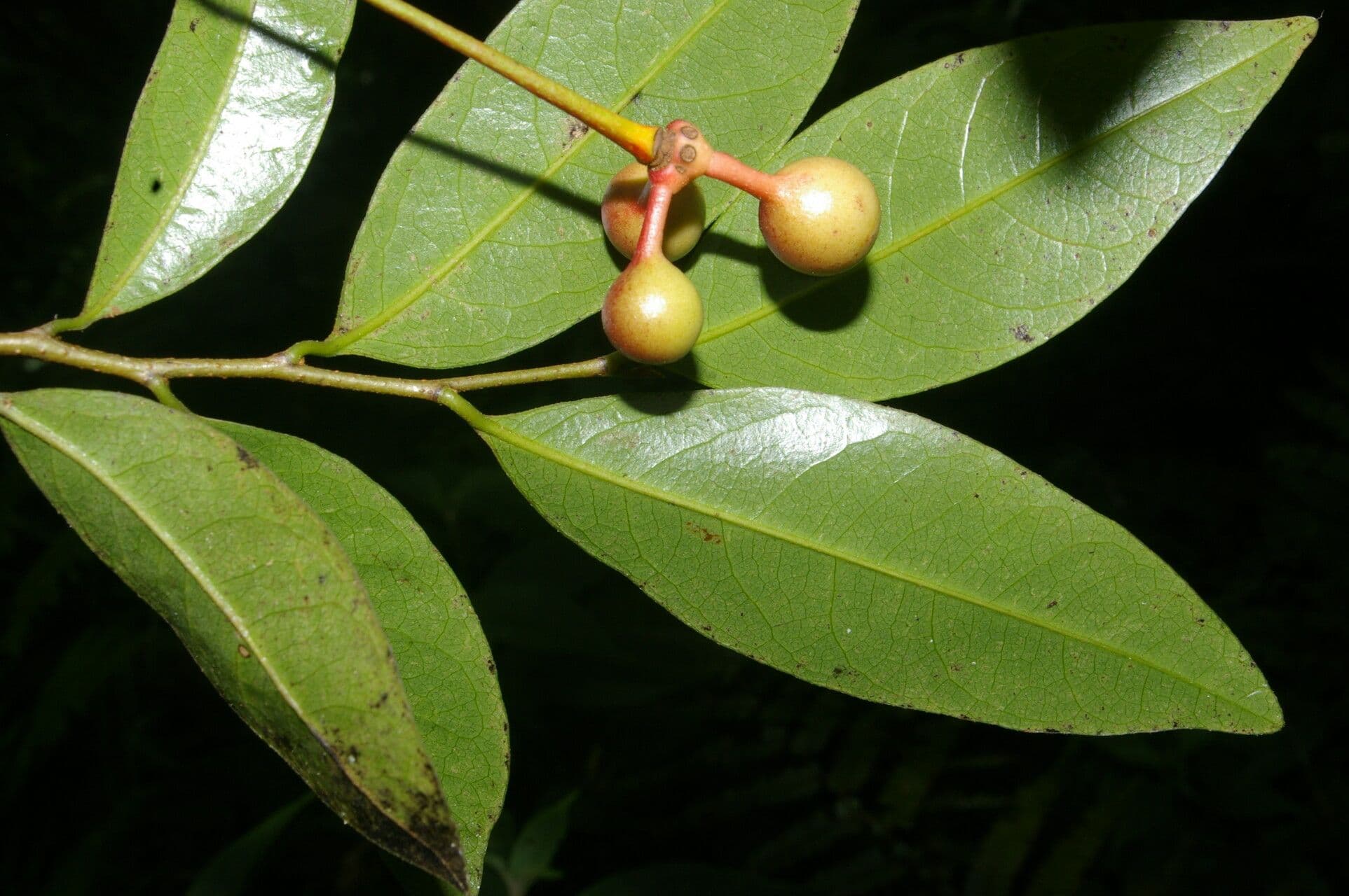 Desmopsis 8