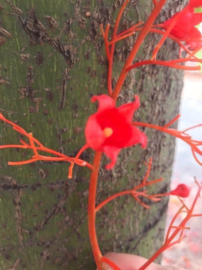 Brachychiton klonolistny 7