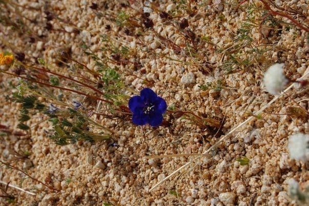 Charlottes Phacelia 11