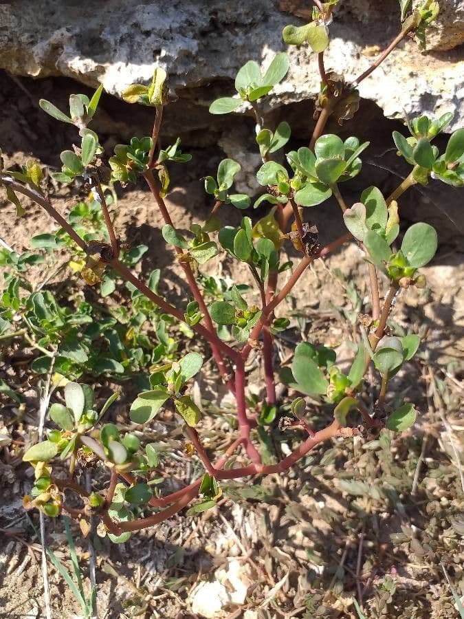Trianthema portulacastrum 8