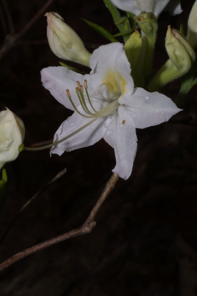 Azalea dell'Alabama 2