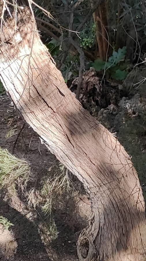 Melaleuca ericifolia 20