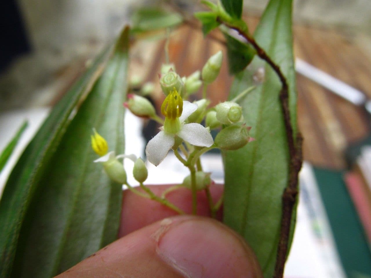 Centradenia 2