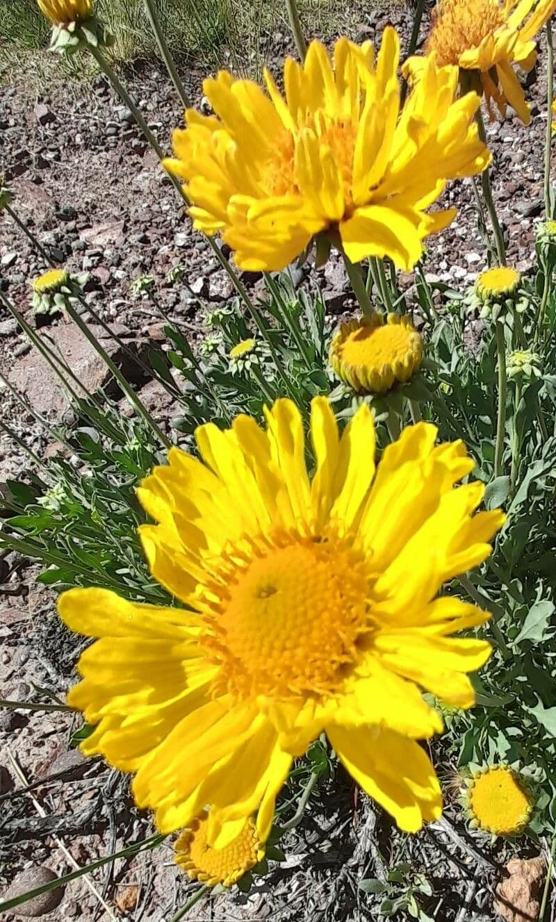 Gaillardia cabrerae 7
