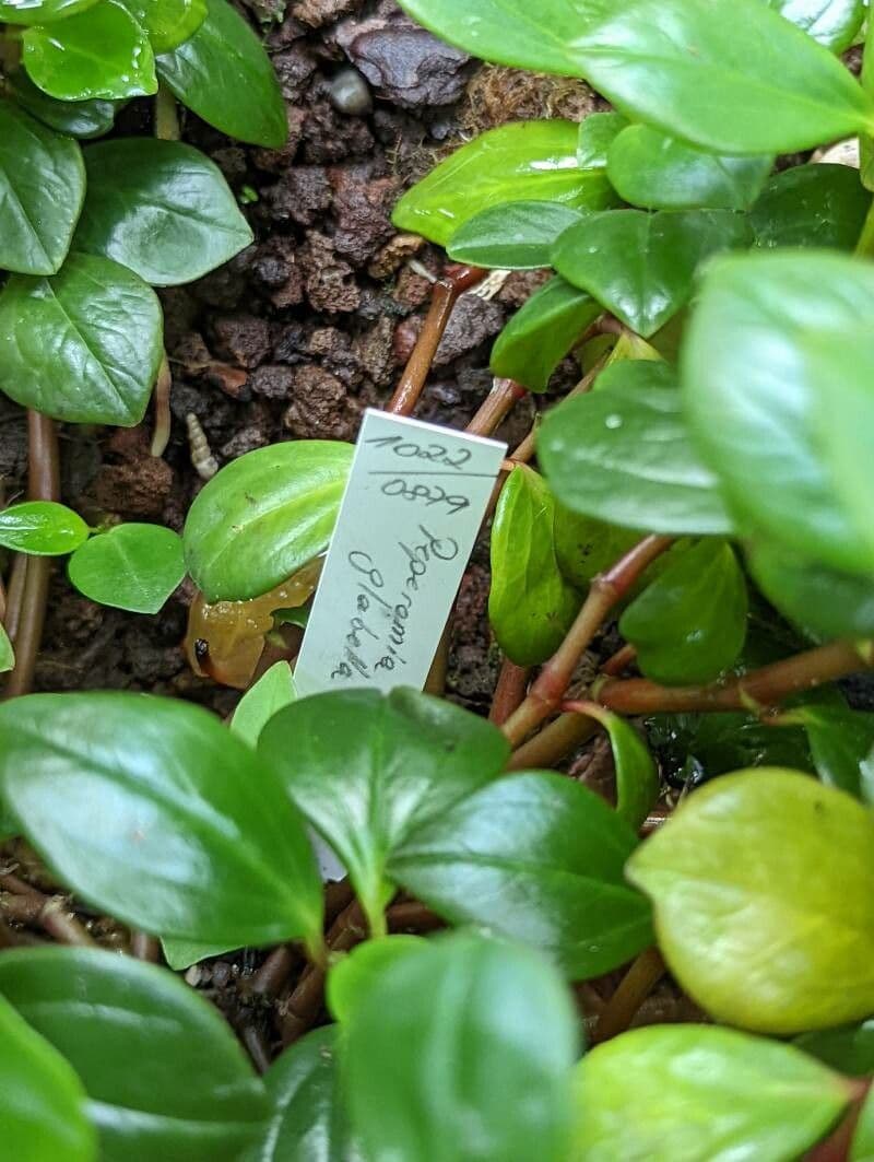 Peperomia glabra 19