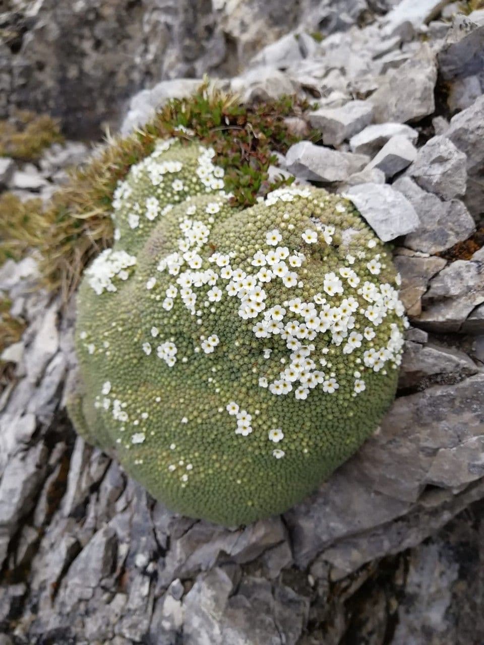 Schweizer Felsenblümchen 5