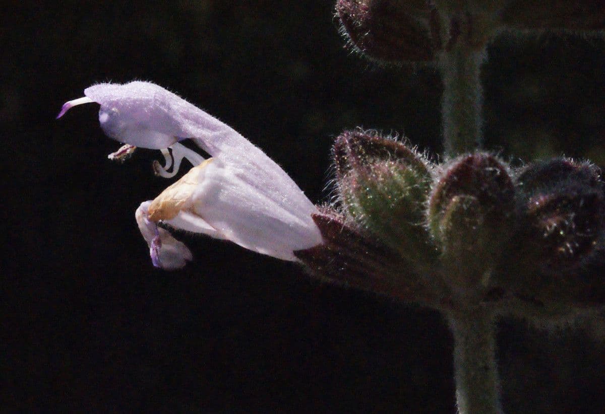 Salvia