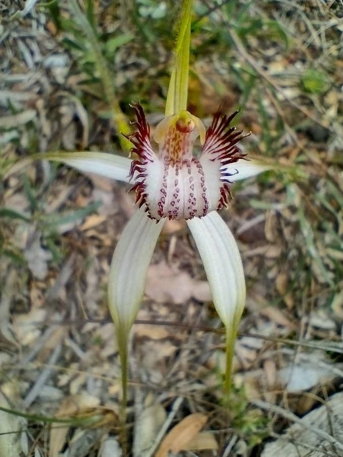 Caladenia 5
