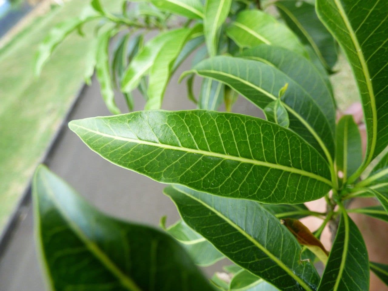 Tabernaemontana persicariifolia 10