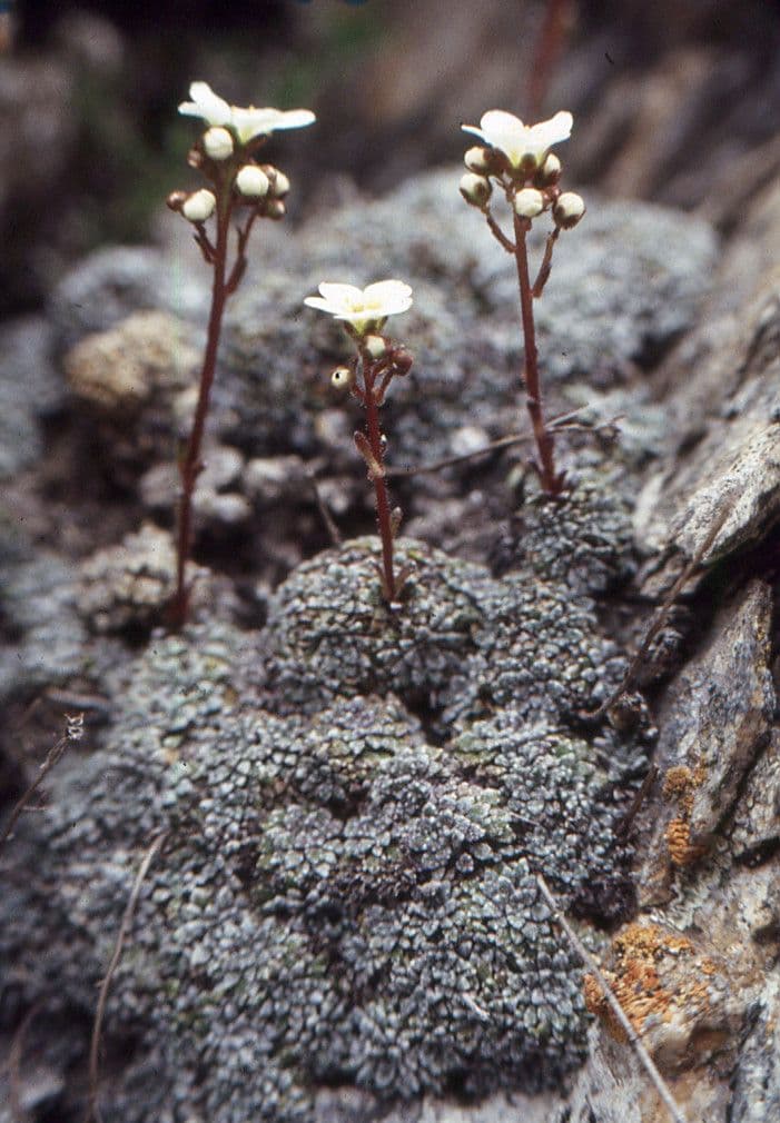 Felsenmutterkraut valdensis 7