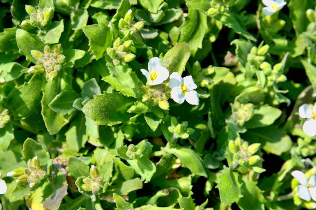 Arabetta sabbiola 25