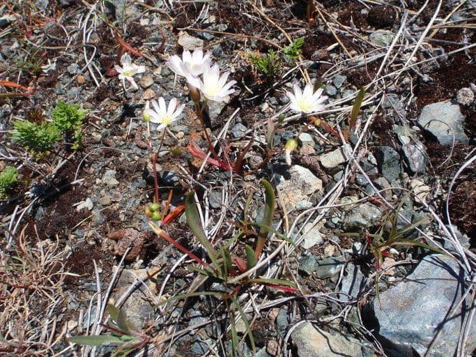 Gegenblatt-Lewisia 7