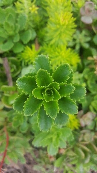 Primula 11