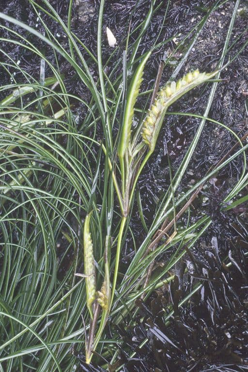 Phyllospadix scouleri 6