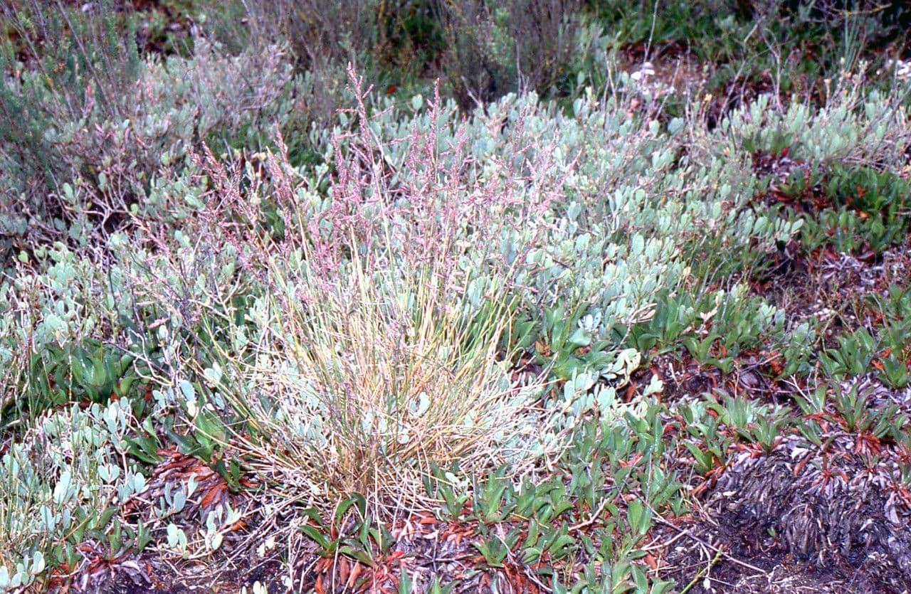 Andelgras 13