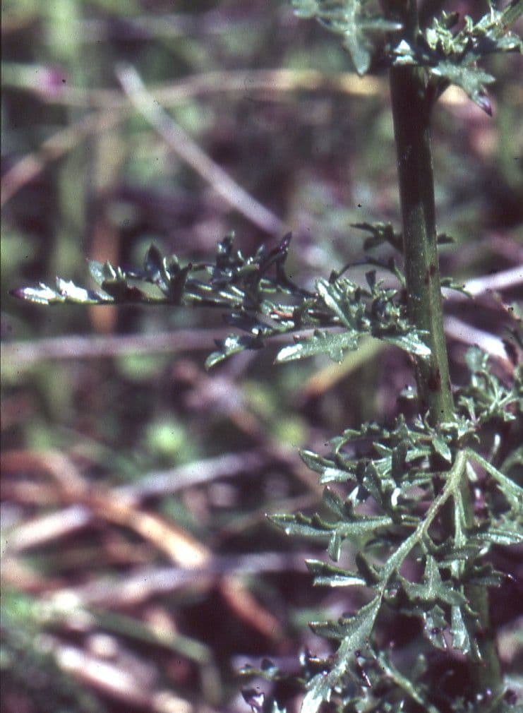Scrofularia lucida 11