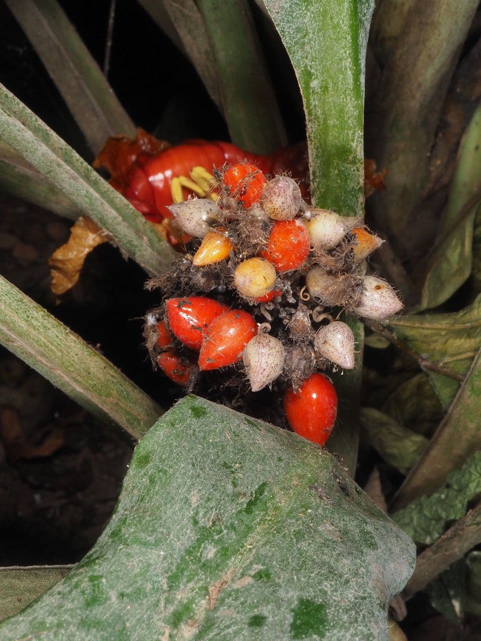 Palisota 4