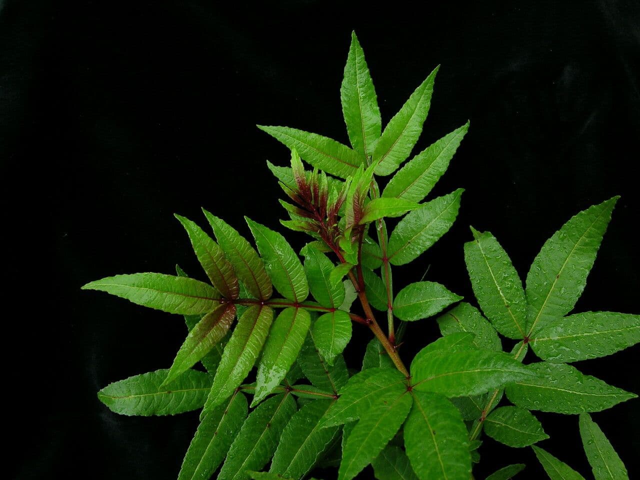 Dornblume 2