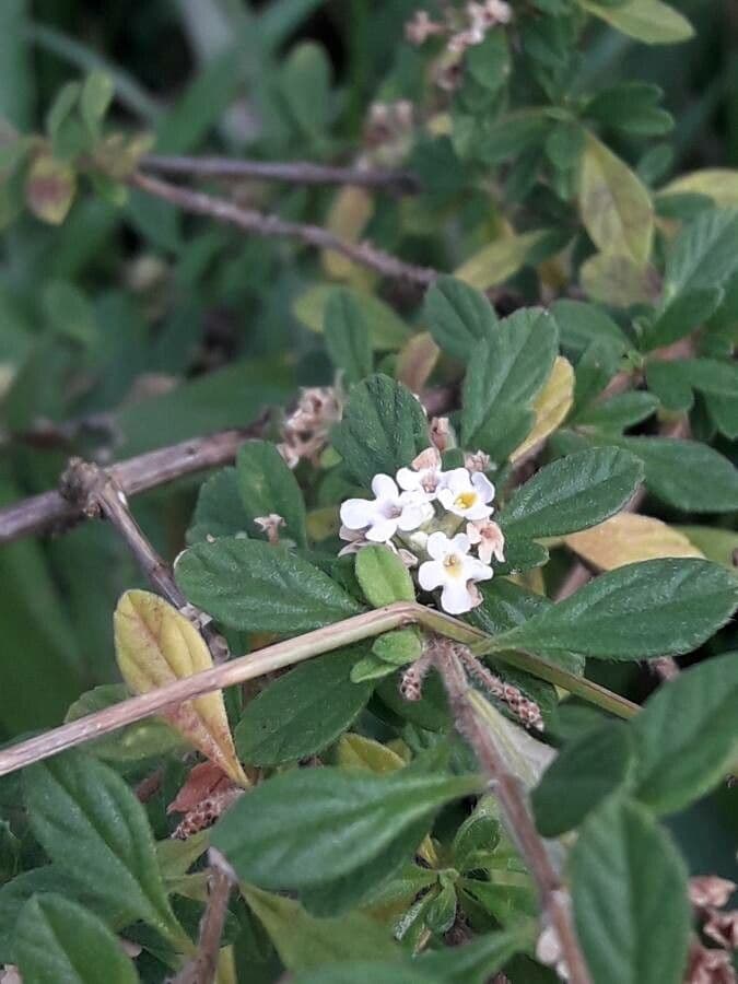 Puerto-Rico-Oregano 3