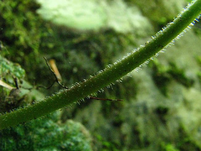 Ramonda Mycona 21