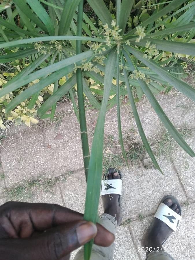 Zigolo 5