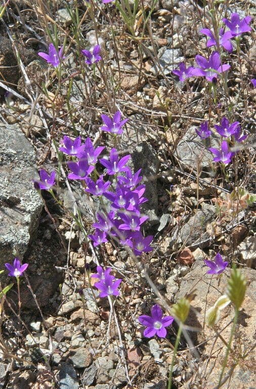 Githopsis 9