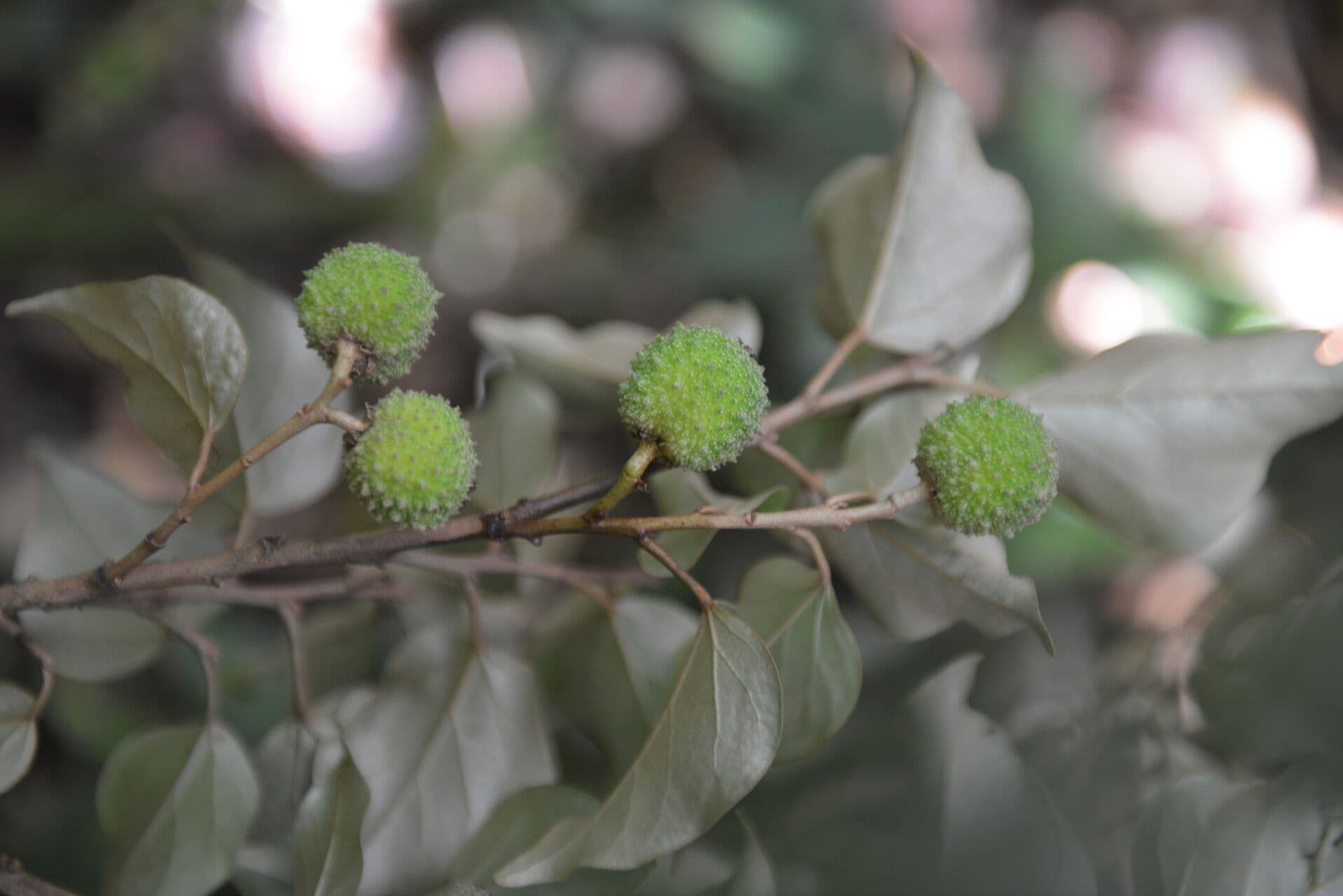Croton niveo 2