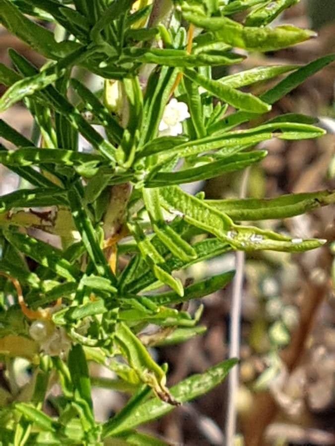 Menta cervina 14