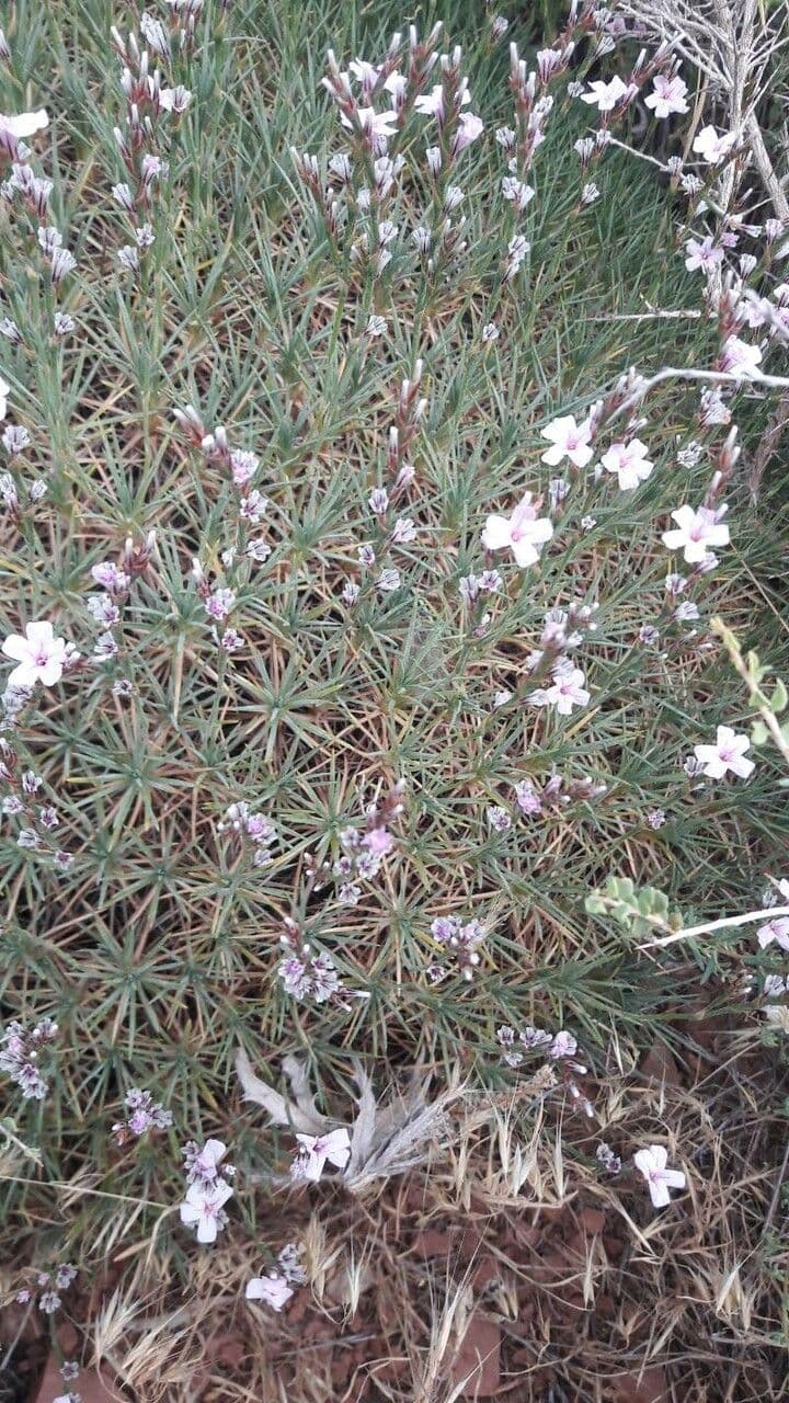 Acantholimon 15
