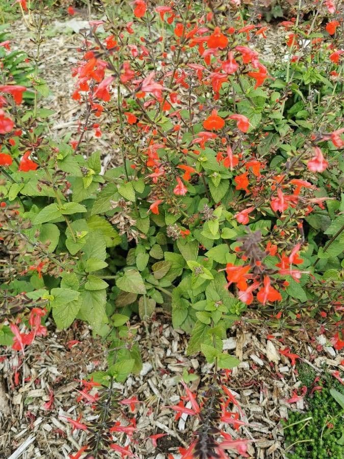 Salvia scarlatta 4