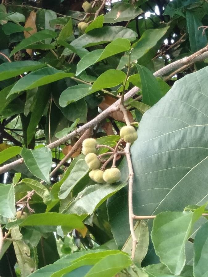 Grewia