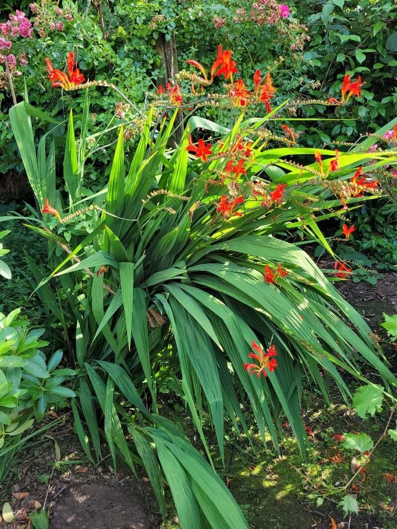 Crocosmia paniculata 8