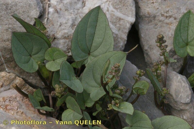Yzop 20
