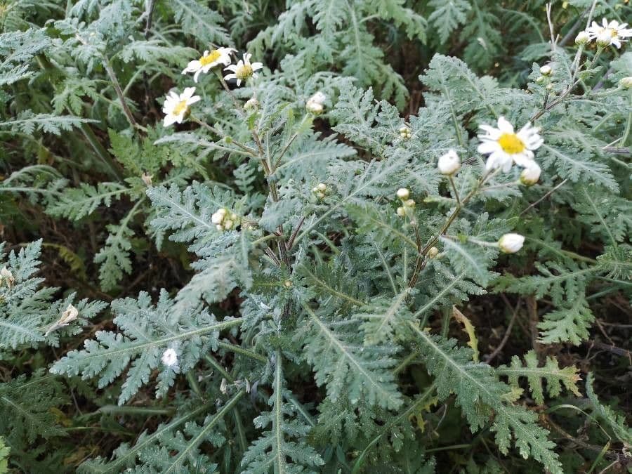 Argyranthemum