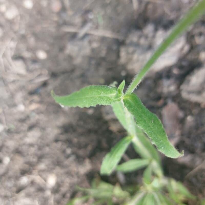 Silene 9