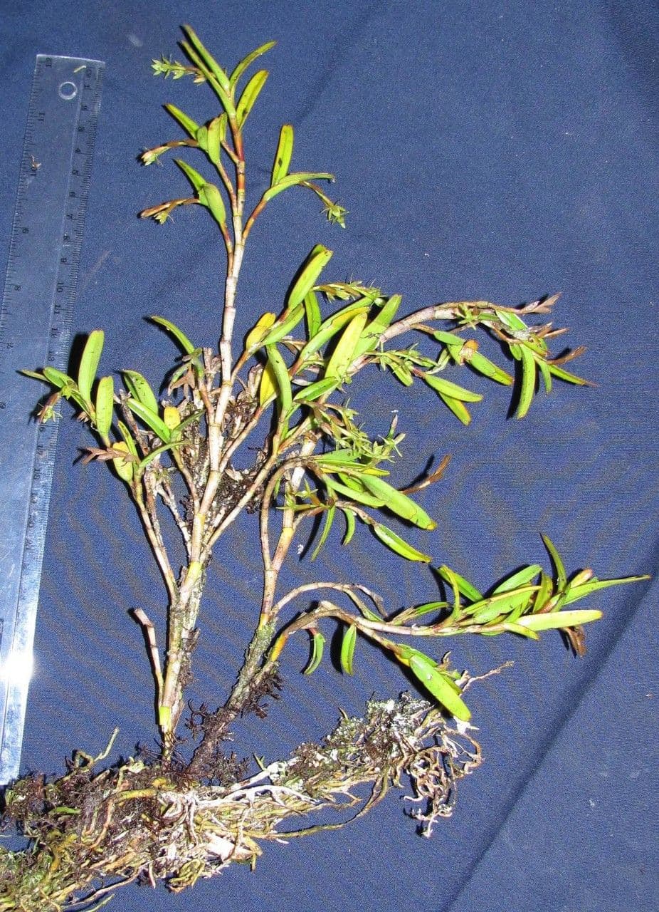 Gabelblütiges Springkraut 2