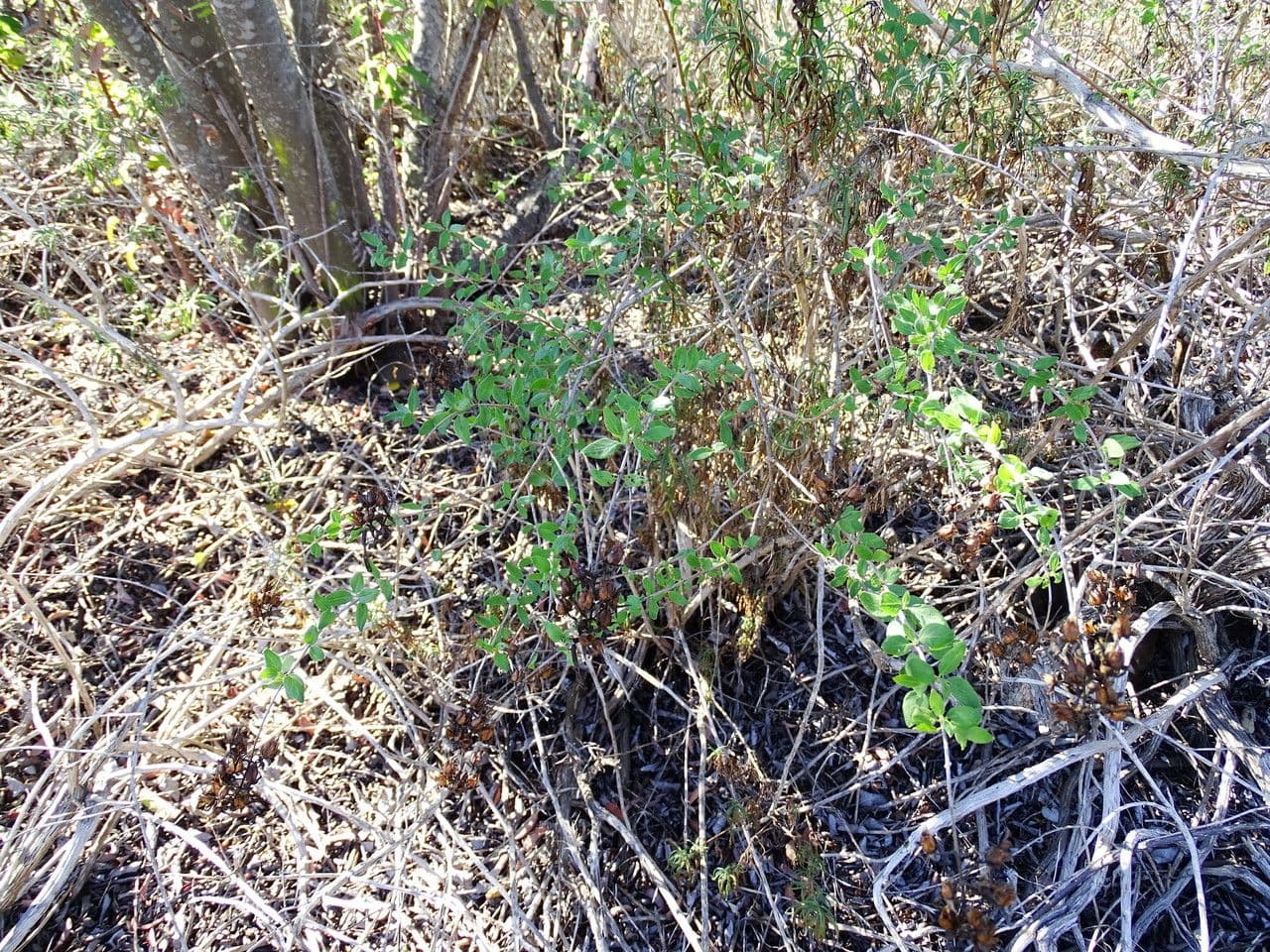 Keckiella cordifolia 11