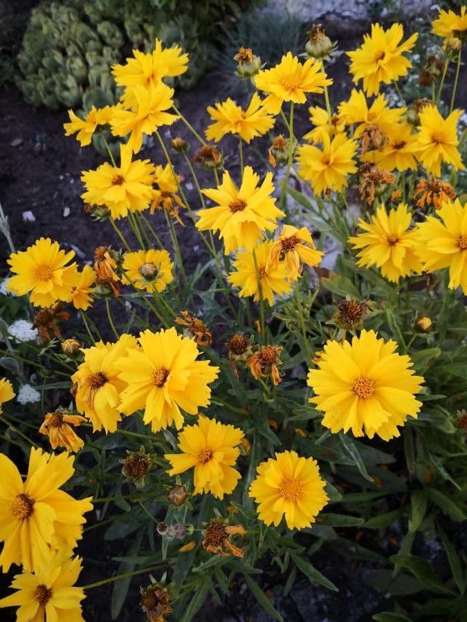 Coreopsis grandiflora 11