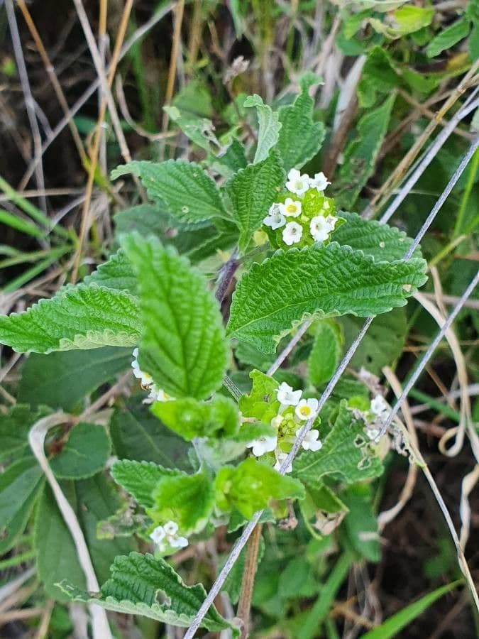 Lippia de Java 16