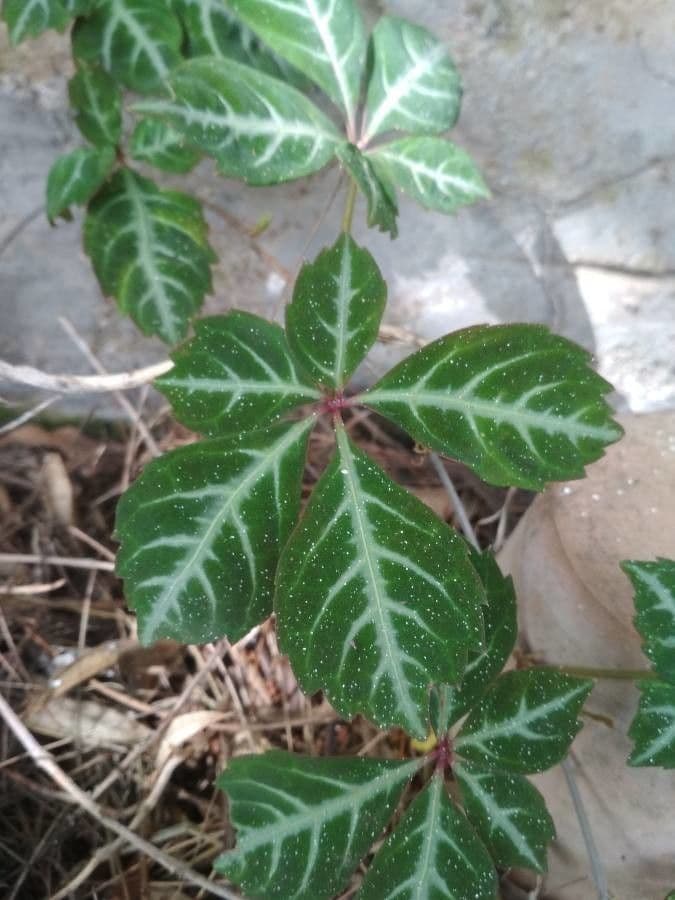 Chinesischer Jungfernwein 2