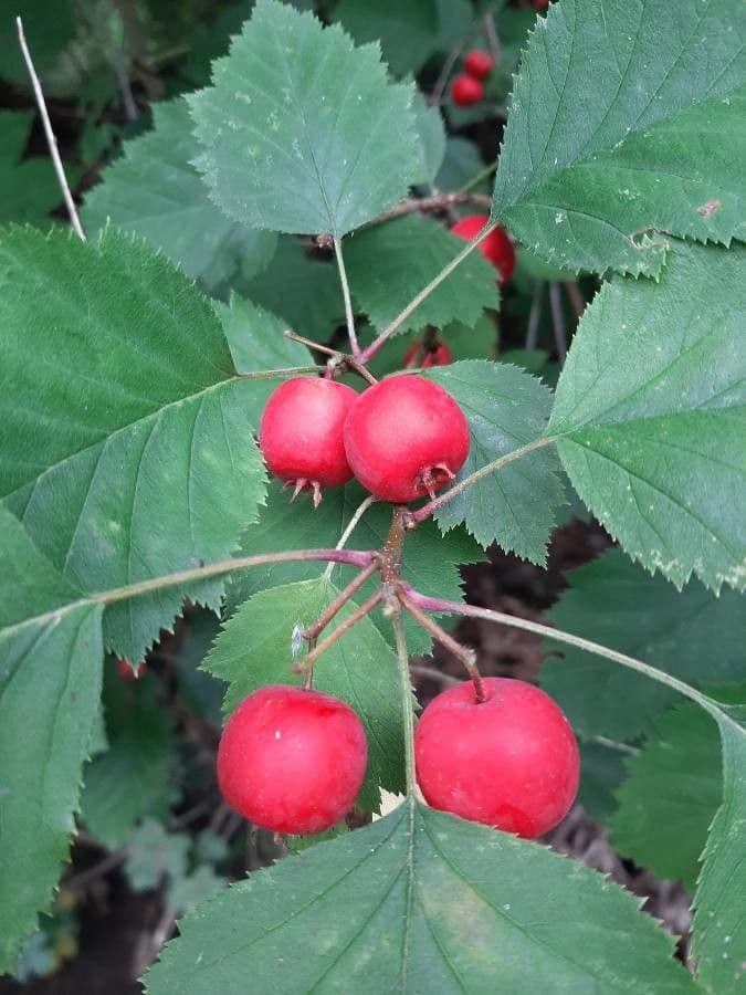 Hagelweisse