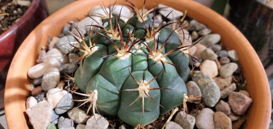 Gymnocalycium 16