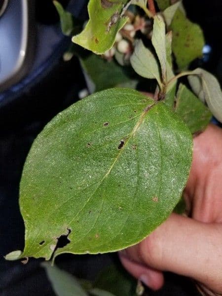 Svída výběžkatá 16