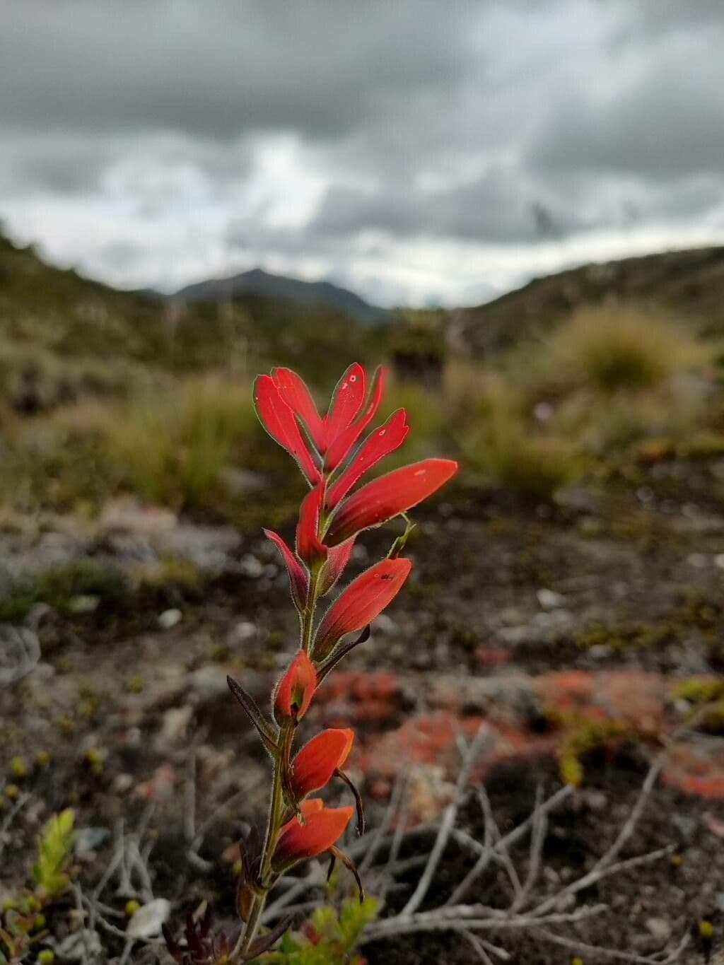 Castilleja 3