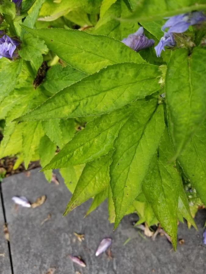 Lobelia blu 14