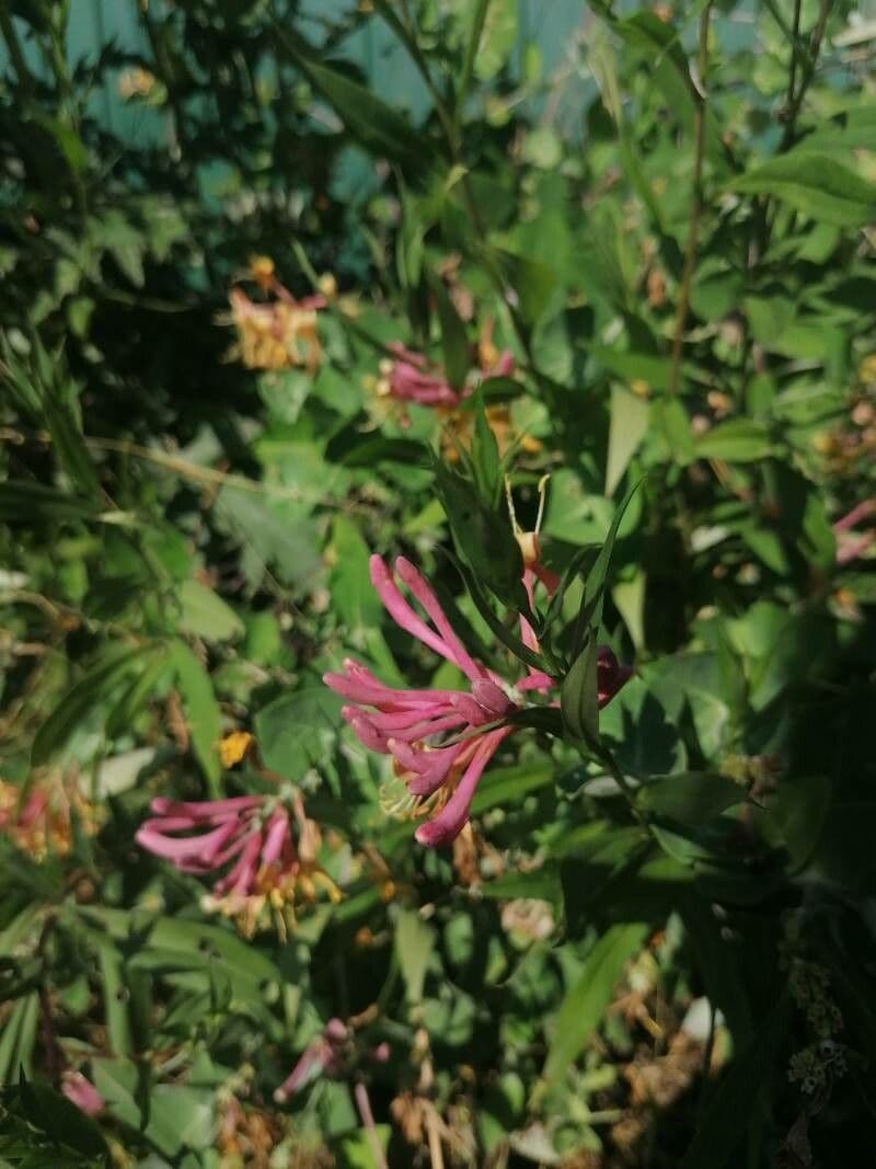 Caprifoglio etrusco 16
