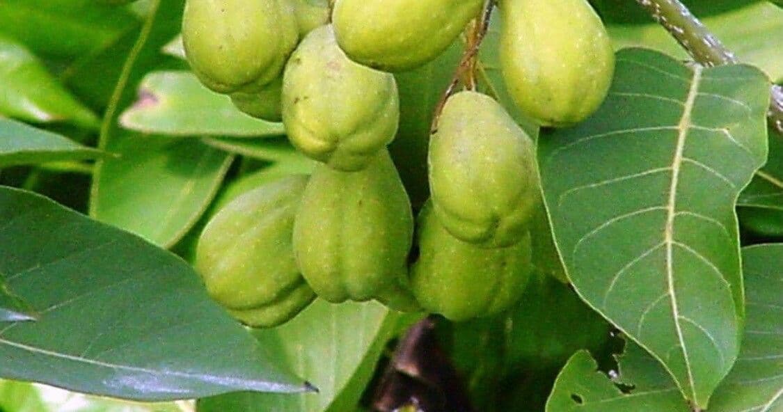 Mirabolano bellerico